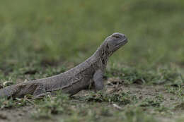 Image of Hardwick's spiny-tailed lizard