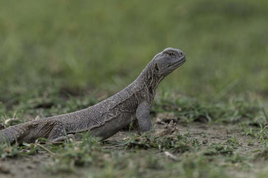 Image of Hardwick's spiny-tailed lizard