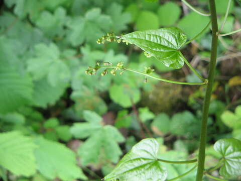 Image of Dioscorea communis (L.) Caddick & Wilkin