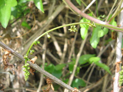 Image of Dioscorea communis (L.) Caddick & Wilkin