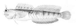 Imagem de Blenniella periophthalmus (Valenciennes 1836)