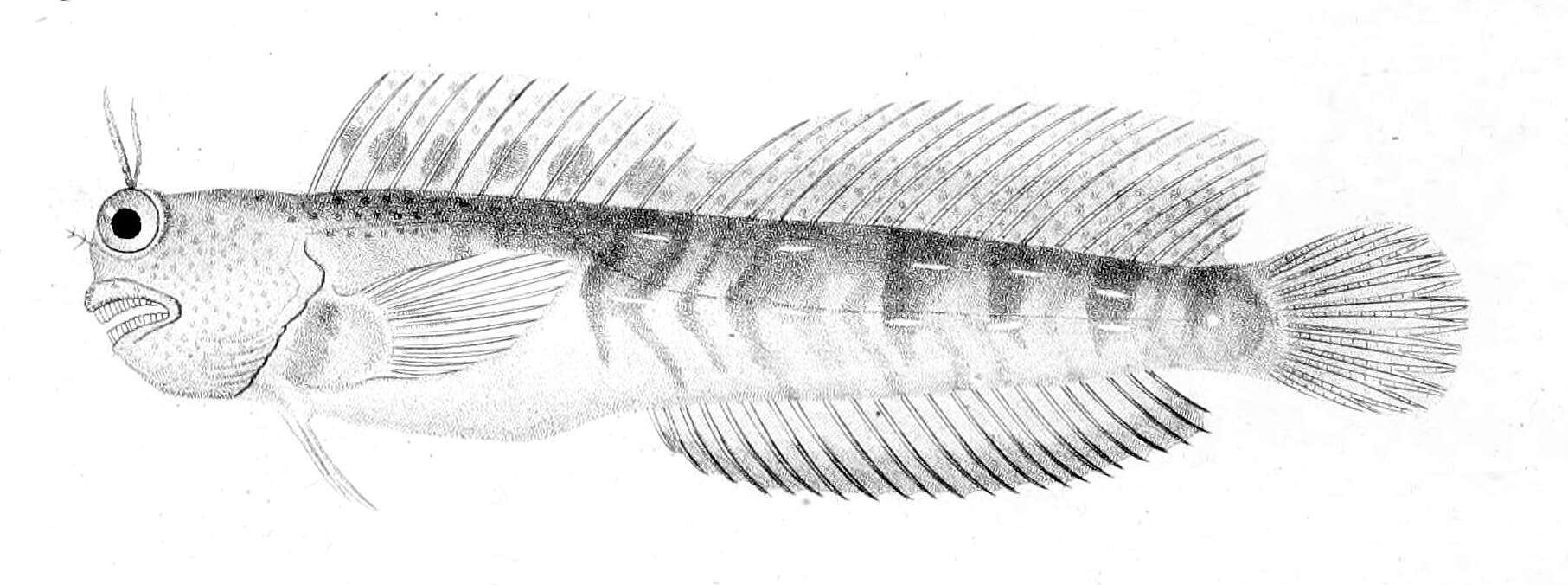 Blenniella periophthalmus (Valenciennes 1836) resmi