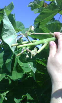 Image of Jatropha peltata Sessé