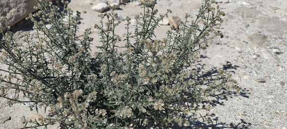 Image of winged cryptantha