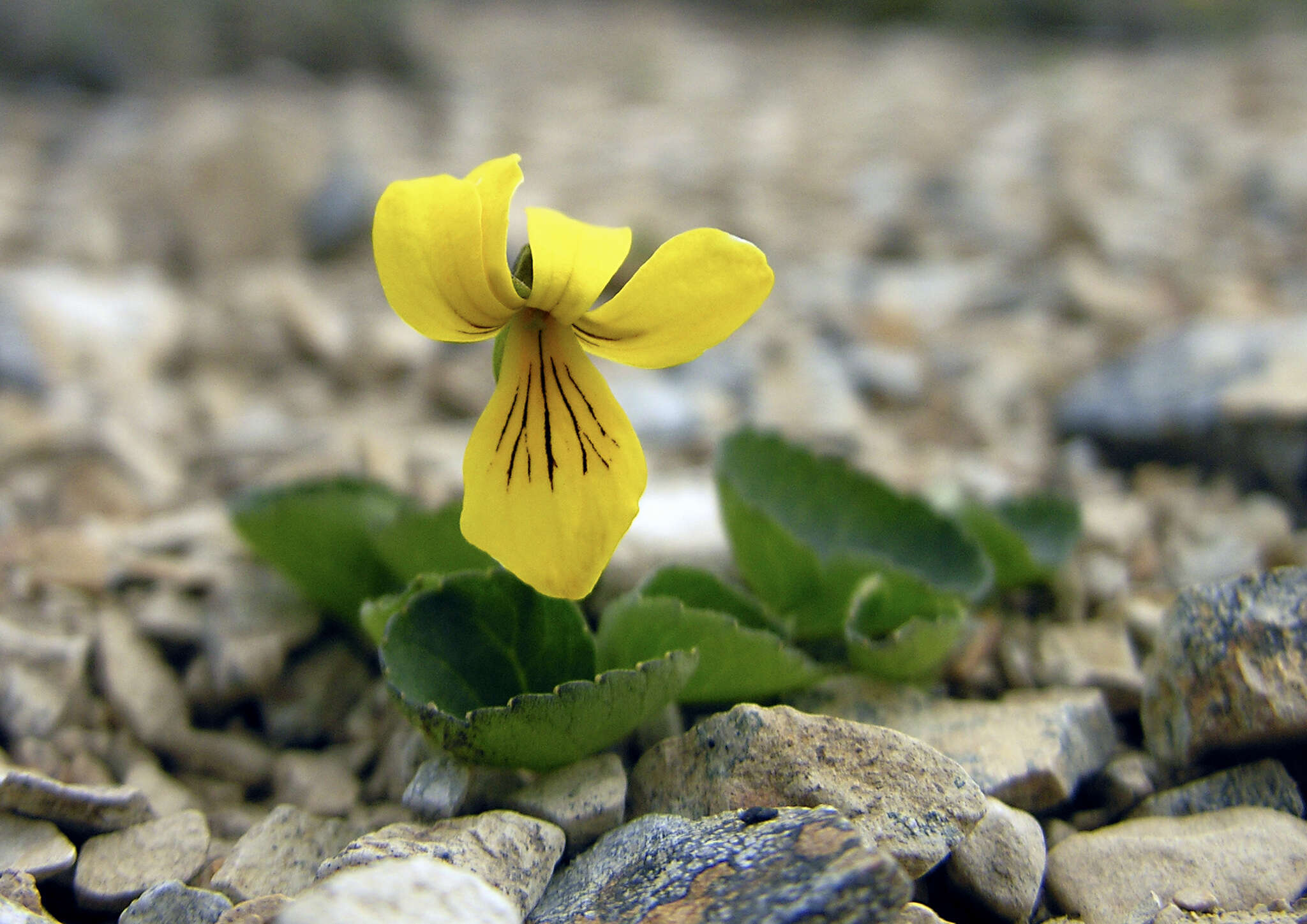 Image of Viola crassa (Makino) Makino