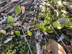 Imagem de Dendrobium pugioniforme A. Cunn. ex Lindl.