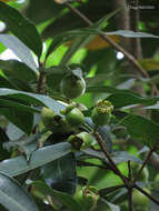 Image of Malabar plum