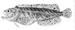 Image of Auchenionchus