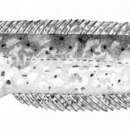 Blennophis anguillaris (Valenciennes 1836) resmi