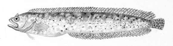Imagem de Blennophis anguillaris (Valenciennes 1836)