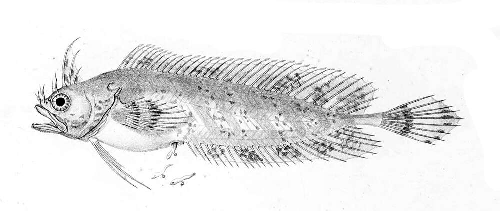 Image of Crested Weedfish