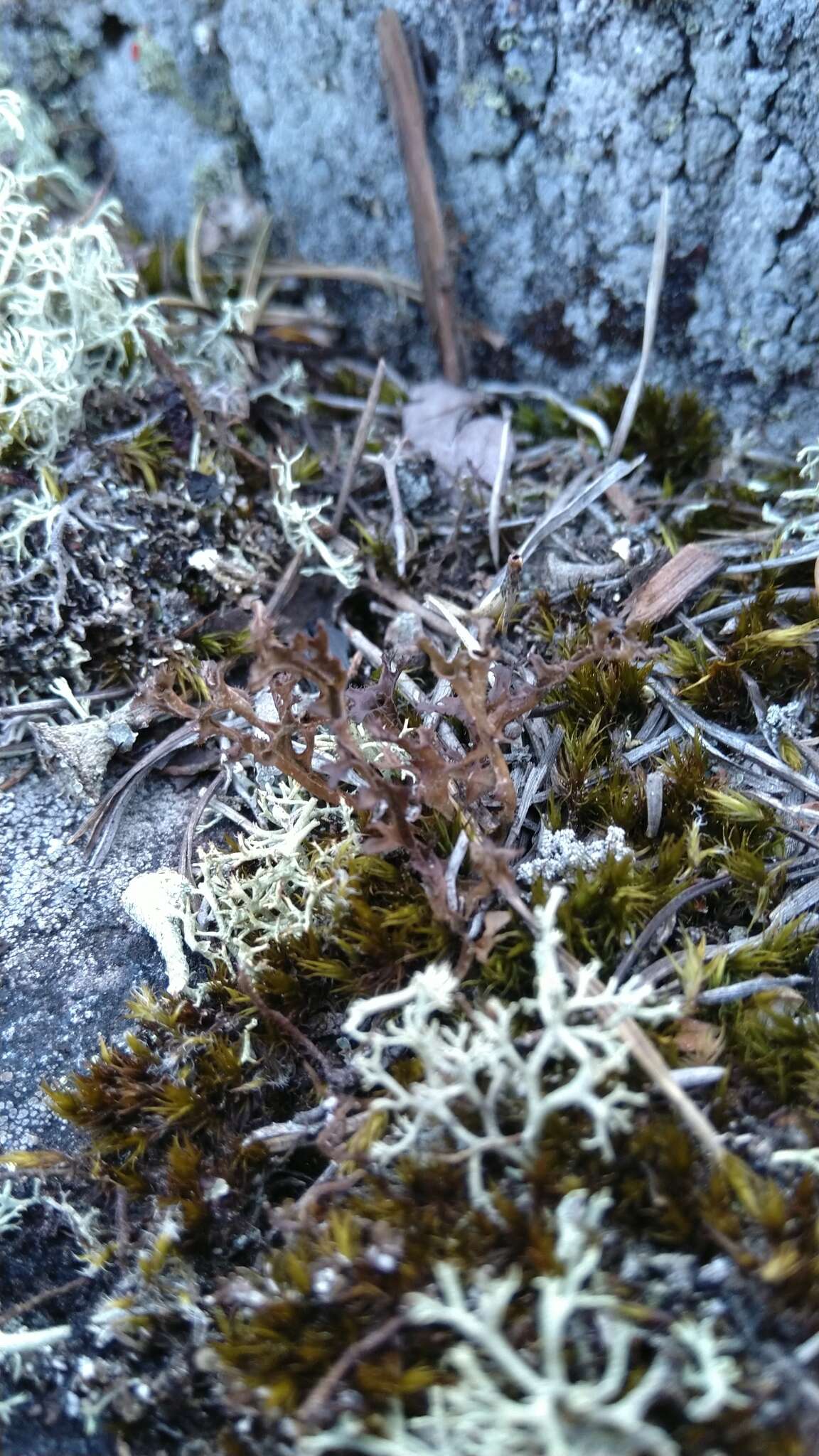 Image of Cetraria islandica subsp. crispiformis (Räsänen) Kärnefelt