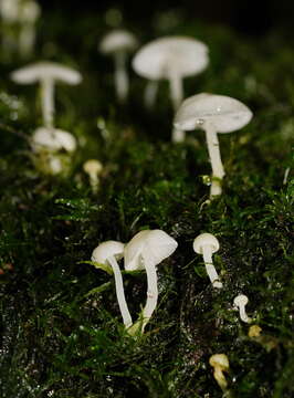 Image of Hemimycena lactea (Pers.) Singer 1938