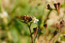 Image of Andrena bicolor Fabricius 1775