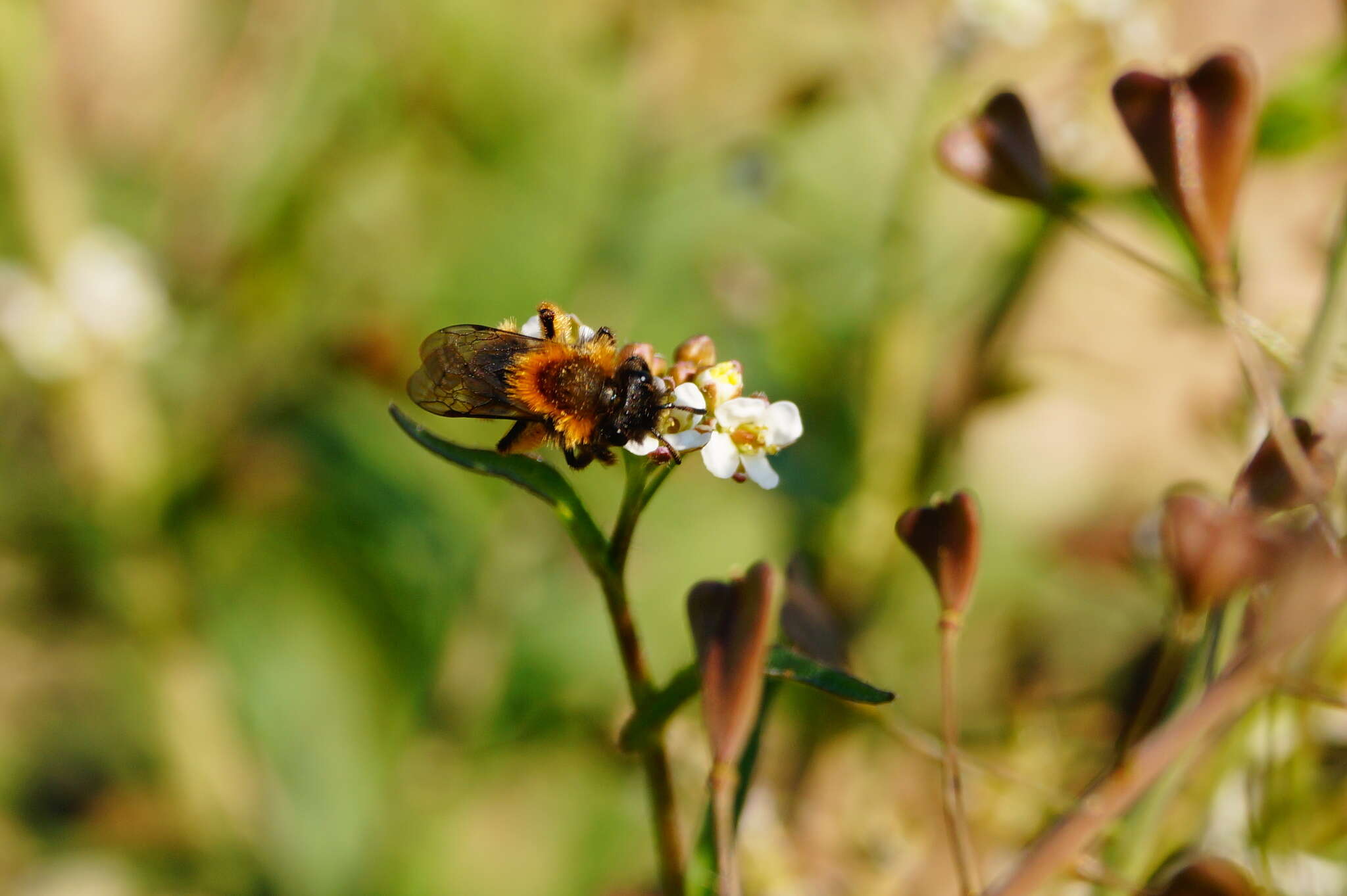 Image of Andrena bicolor Fabricius 1775