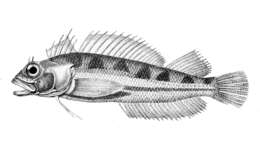 Image of Cockabully