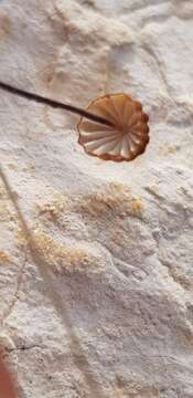 Image of Cryptomarasmius corbariensis (Roum.) T. S. Jenkinson & Desjardin 2014