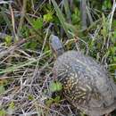 Image of Florida box turtle