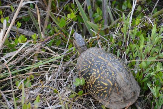 Image of Florida box turtle