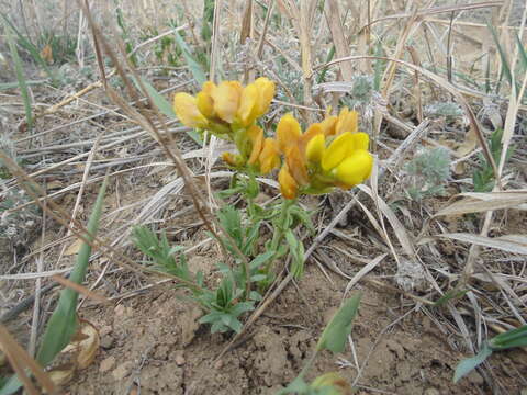 Image of prairie thermopsis