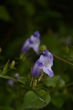 Strobilanthes atropurpurea Nees resmi