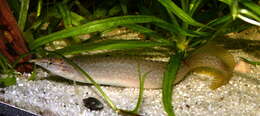 Image of Barred spiny eel