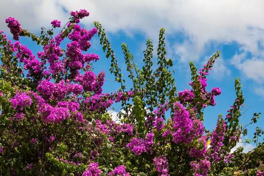 Imagem de Bougainvillea spectabilis Willd.