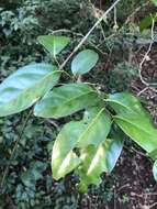 Diospyros fasciculosa (F. Muell.) F. Muell.的圖片