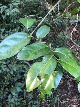 Image of Diospyros fasciculosa (F. Muell.) F. Muell.