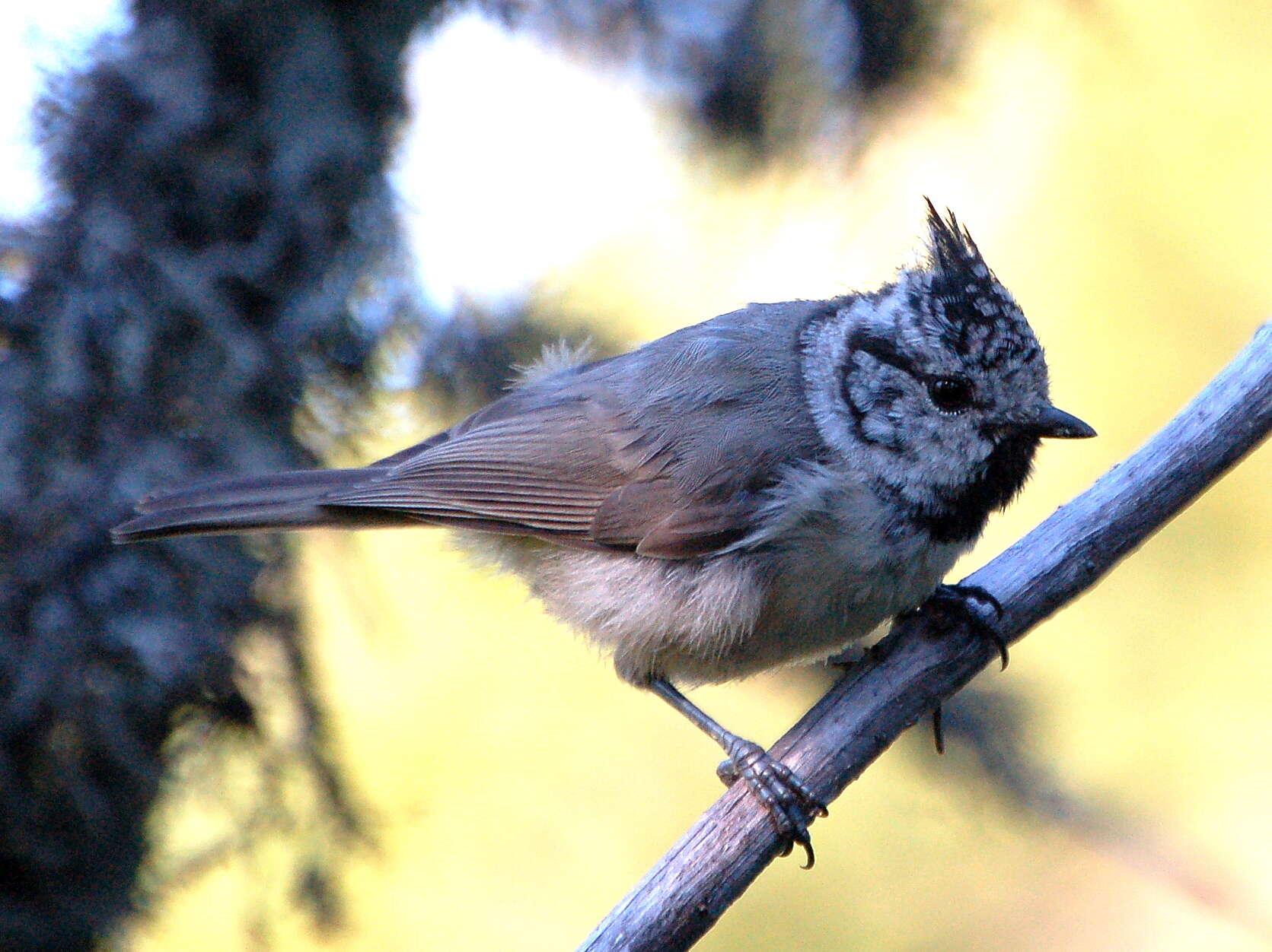 Image of Lophophanes Kaup 1829