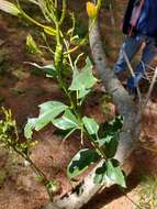 Image of Ocotea acutifolia (Nees) Mez