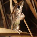 Imagem de Litoria nasuta (Gray 1842)