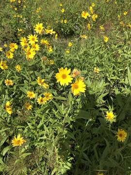 Image of Nuttall's sunflower