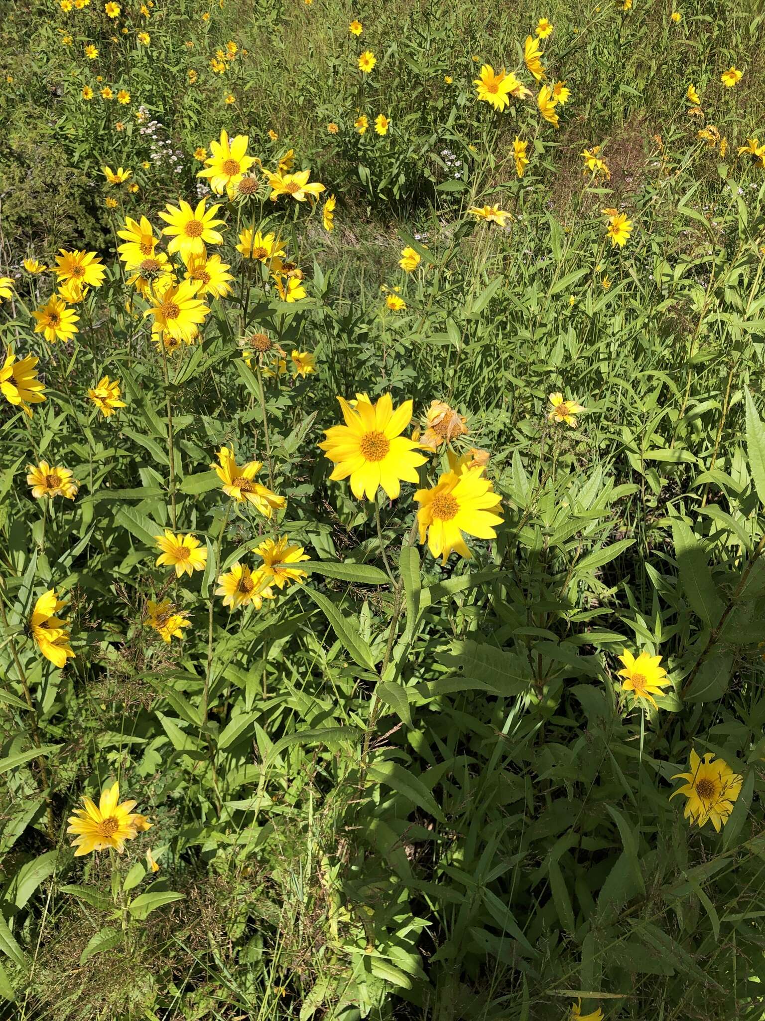 Sivun Helianthus nuttallii Torr. & A. Gray kuva