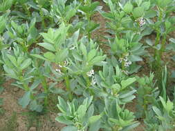 Image of Broad Bean