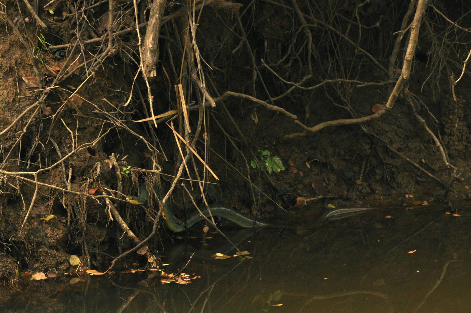 Image of Coluber constrictor flaviventris Say ex James 1823