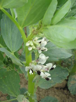 Image of Broad Bean