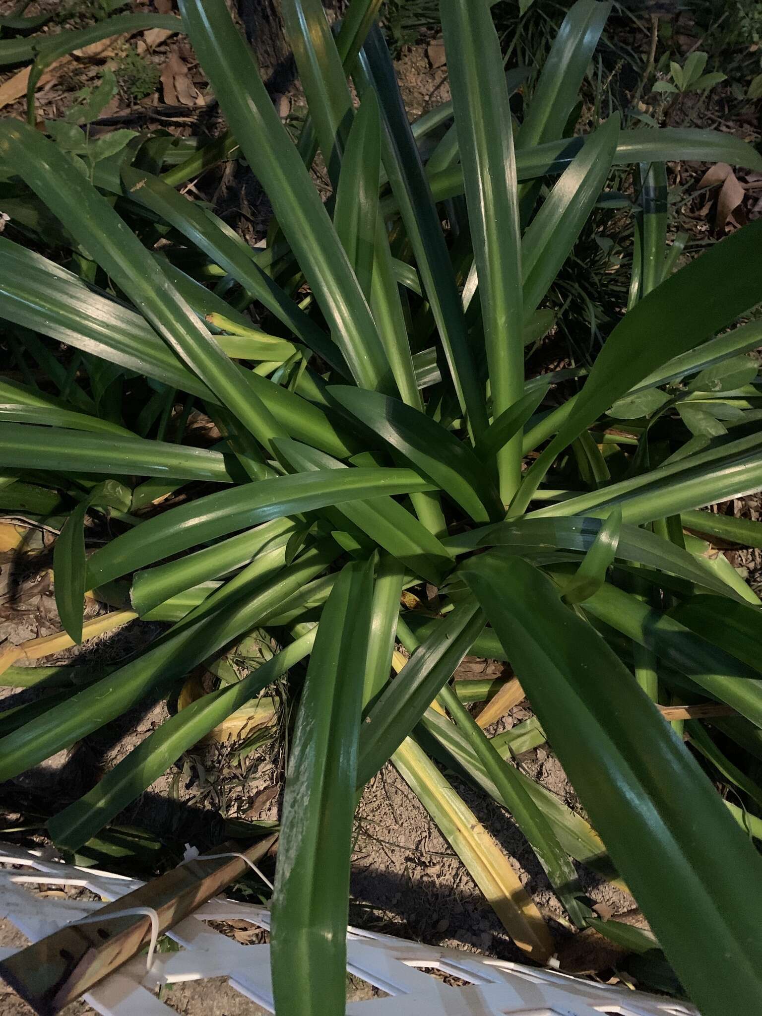 Image of Crinum asiaticum var. sinicum (Roxb. ex Herb.) Baker