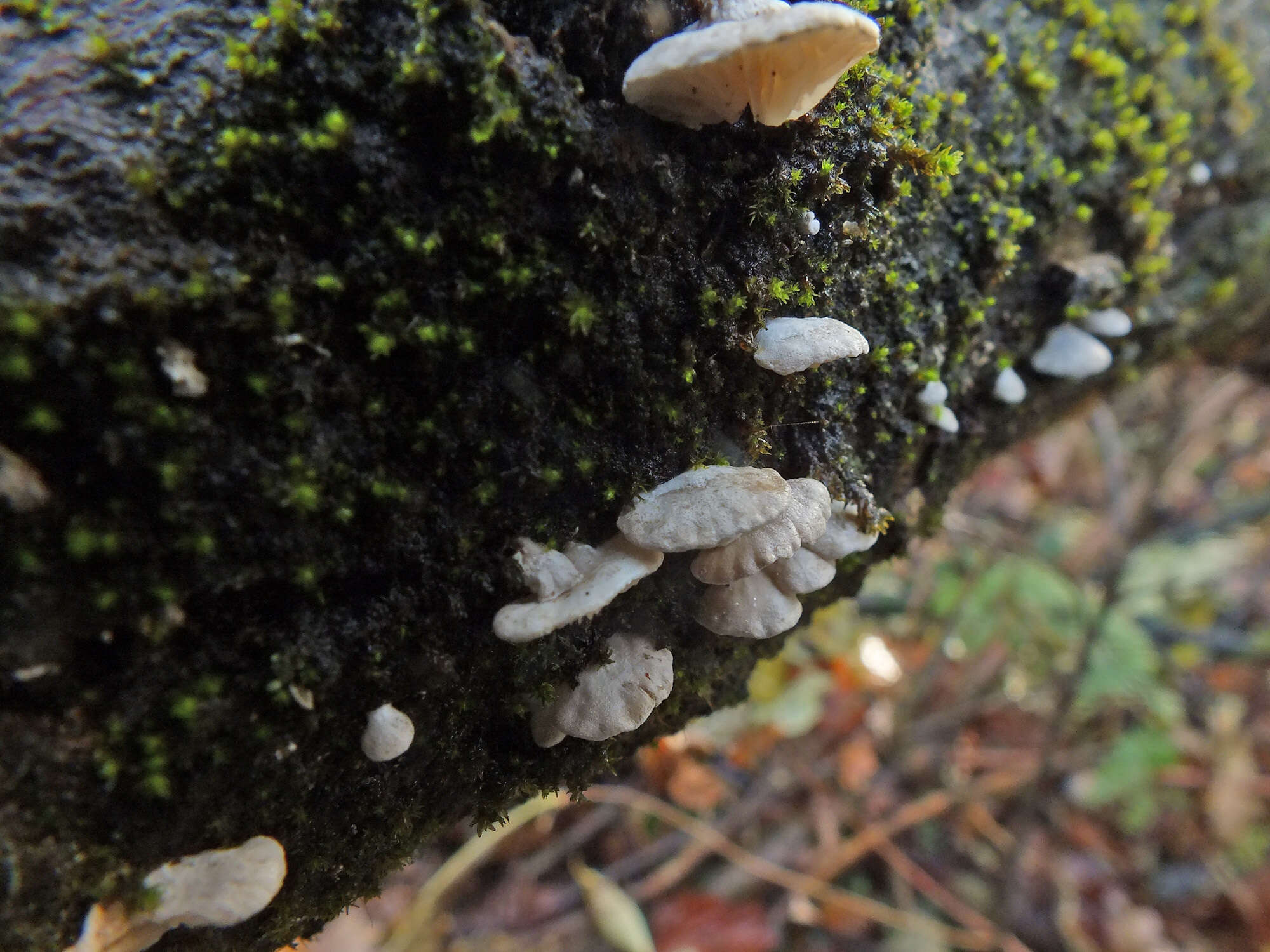 Image of Clitopilus hobsonii (Berk.) P. D. Orton 1960