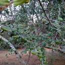Image of Sideroxylon obtusifolium subsp. obtusifolium