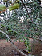 Image of Sideroxylon obtusifolium subsp. obtusifolium