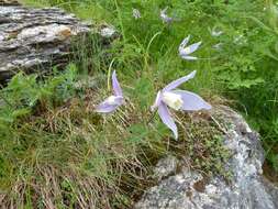 Слика од Clematis alpina (L.) Miller