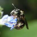 Image de Ceratina guarnacciana Genaro 1998