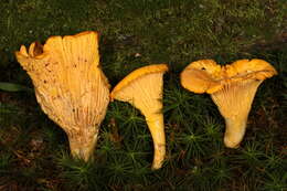 صورة Cantharellus tenuithrix Buyck & V. Hofst. 2011