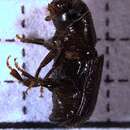 Image of Southern Pine Beetle