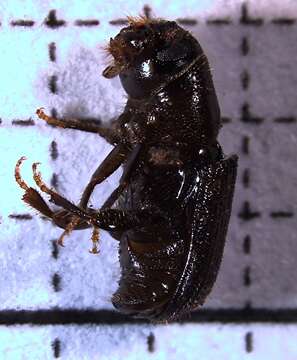 Image of Southern Pine Beetle