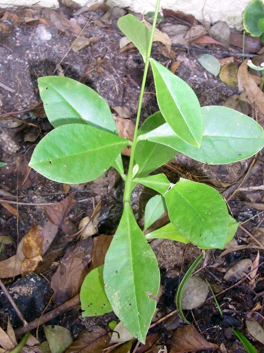 Image of Fame Flower