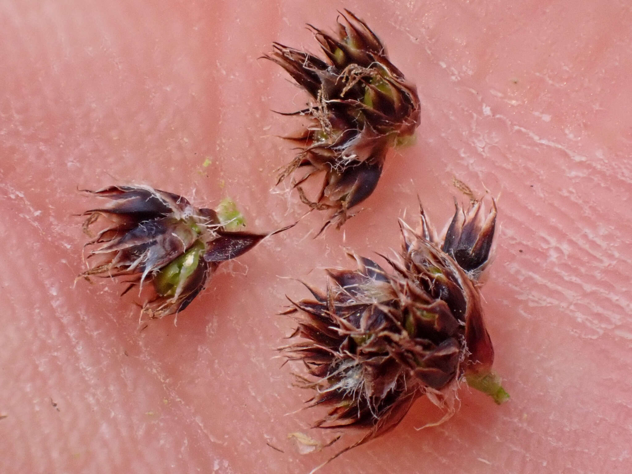 Image of Spiked Wood-Rush