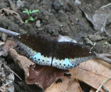 Image of Lexias pardalis jadeitina