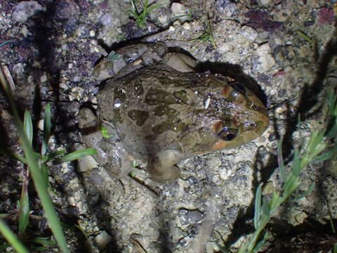 Image of Barking Frog